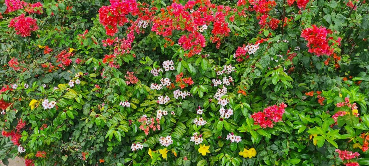 Harmony Self-Catering Apartments Beau Vallon  Exteriör bild
