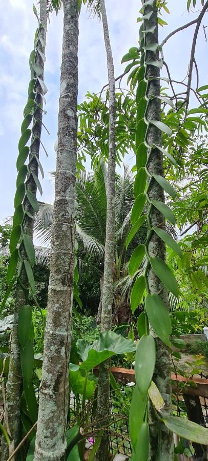 Harmony Self-Catering Apartments Beau Vallon  Exteriör bild