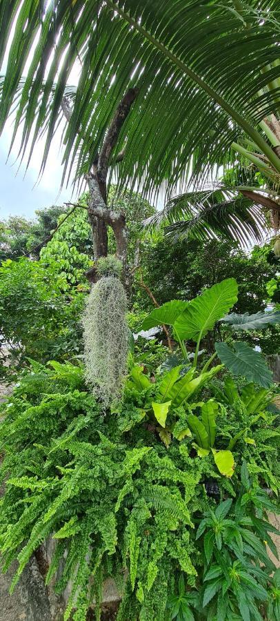 Harmony Self-Catering Apartments Beau Vallon  Exteriör bild