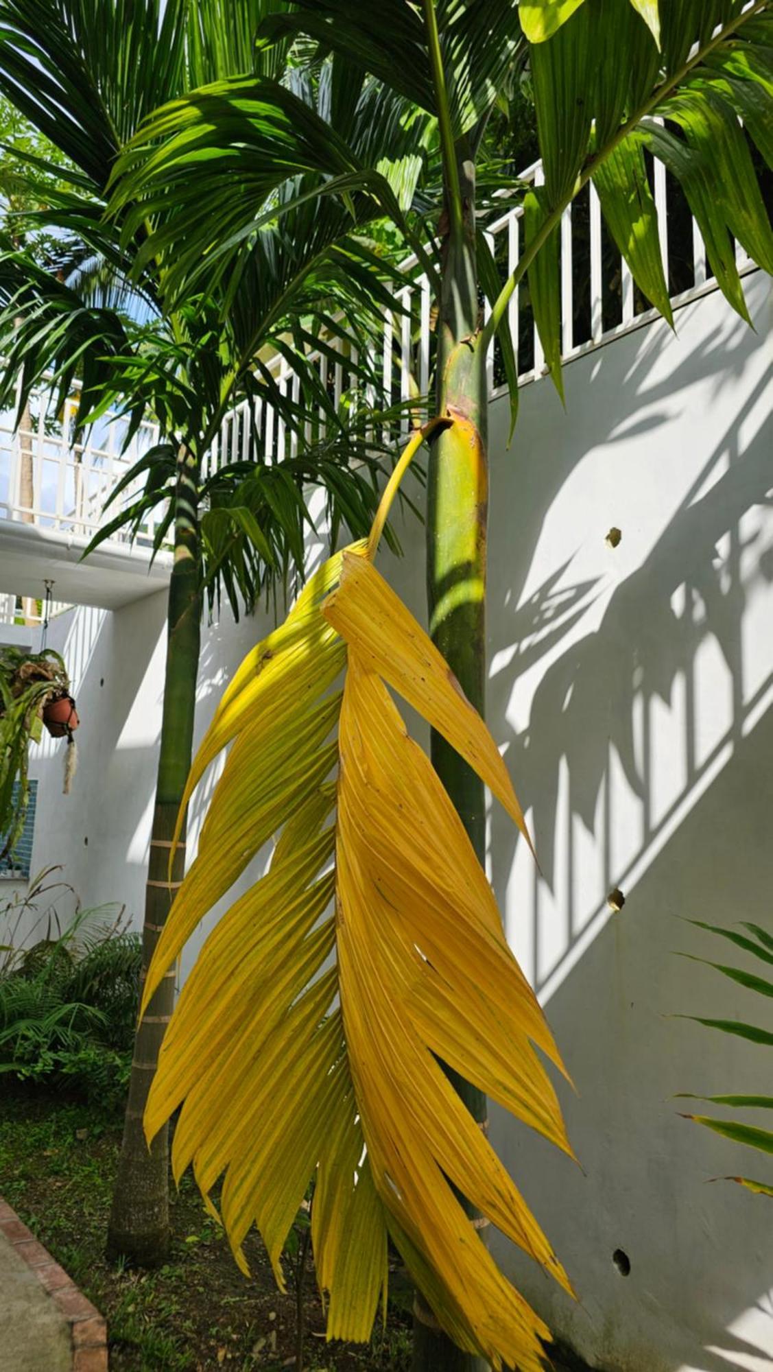 Harmony Self-Catering Apartments Beau Vallon  Exteriör bild
